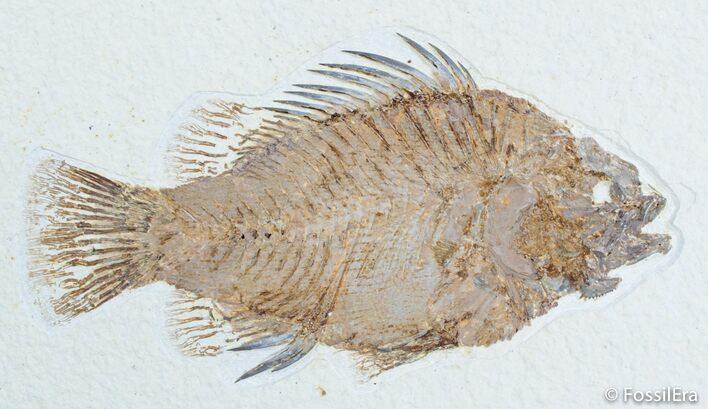 Stunningly Detailed Inch Priscacara Fish Fossil #3099